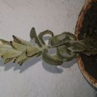 Collecion de valeria106631