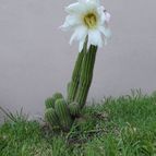 Collecion de valeria106631