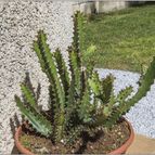 Collecion de vallverdu