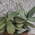 Collecion de vallverdu