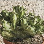 Collecion de vallverdu
