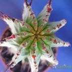 Collecion de vega_