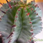 Collecion de vega_