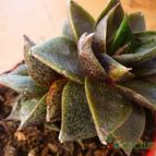 Collecion de vega_