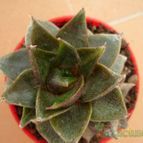 Collecion de vega_