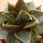 Collecion de vega_