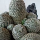 Collecion de veropremia
