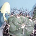 Collecion de veropremia