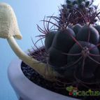 Collecion de veropremia