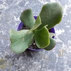 Collecion de victor1953