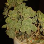 Collecion de vivianita