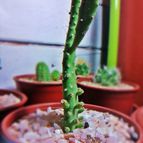 Collecion de xitogreen