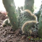Collecion de yevay