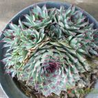 Collecion de yunicactus