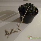 Collecion de yunicactus