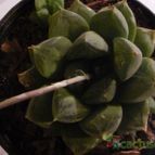 Collecion de yunicactus