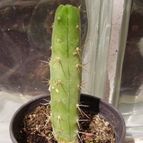 Echinopsis lageniformis