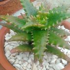 Aloe cv. nuda