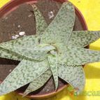 Collecion de zingara