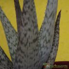 Collecion de zingara
