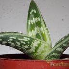 Collecion de zingara