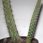 Collecion de zingara