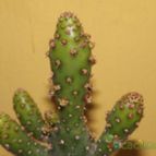 Collecion de zingara