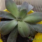 Collecion de zingara