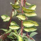 Hoya carnosa cv. krimson queen