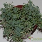 Collecion de zingara