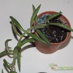 Collecion de zingara