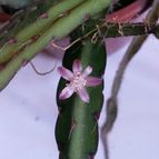 Collecion de zingara