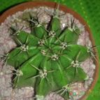 Collecion de zingara