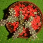 Collecion de zingara