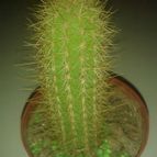 Collecion de zingara
