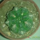 Collecion de zingara