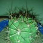 Collecion de zingara