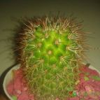 Collecion de zingara