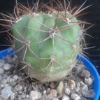 Collecion de zingara