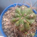 Collecion de zingara