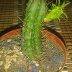 Collecion de zingara