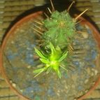 Collecion de zingara