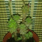 Collecion de zingara