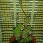 Collecion de zingara
