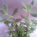 Collecion de zingara