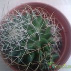 Collecion de zingara