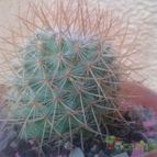 Collecion de zingara