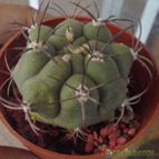 Collecion de zingara