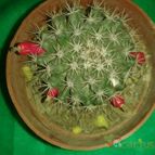 Collecion de zingara
