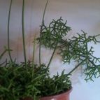Collecion de zingara